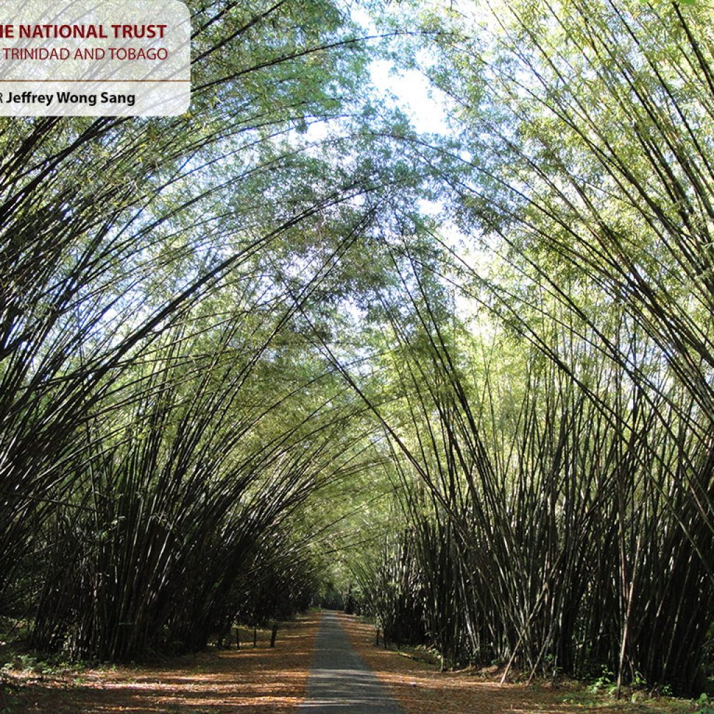 Bamboo Cathedral — National Trust of Trinidad and Tobago