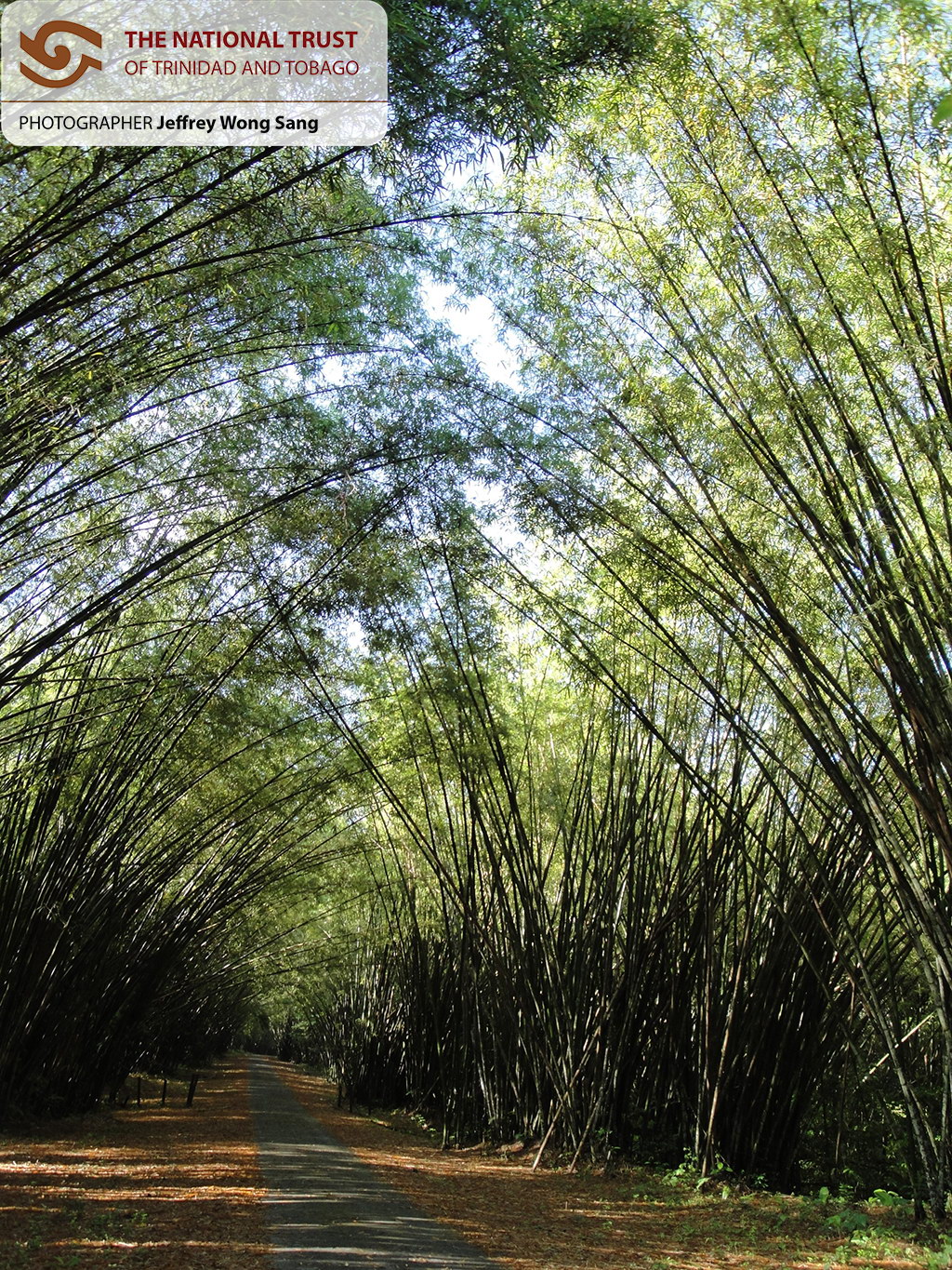 Bamboo Cathedral (1)
