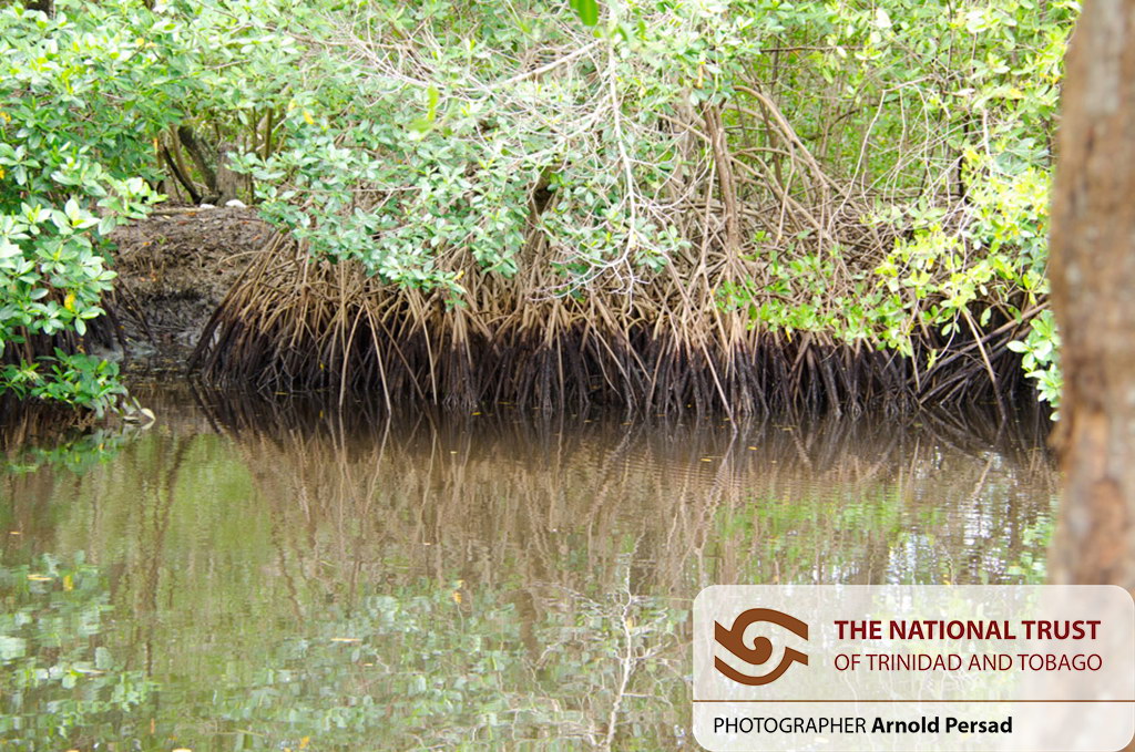 Caroni Bird Sanctuary Mangrove - Arnold Persad