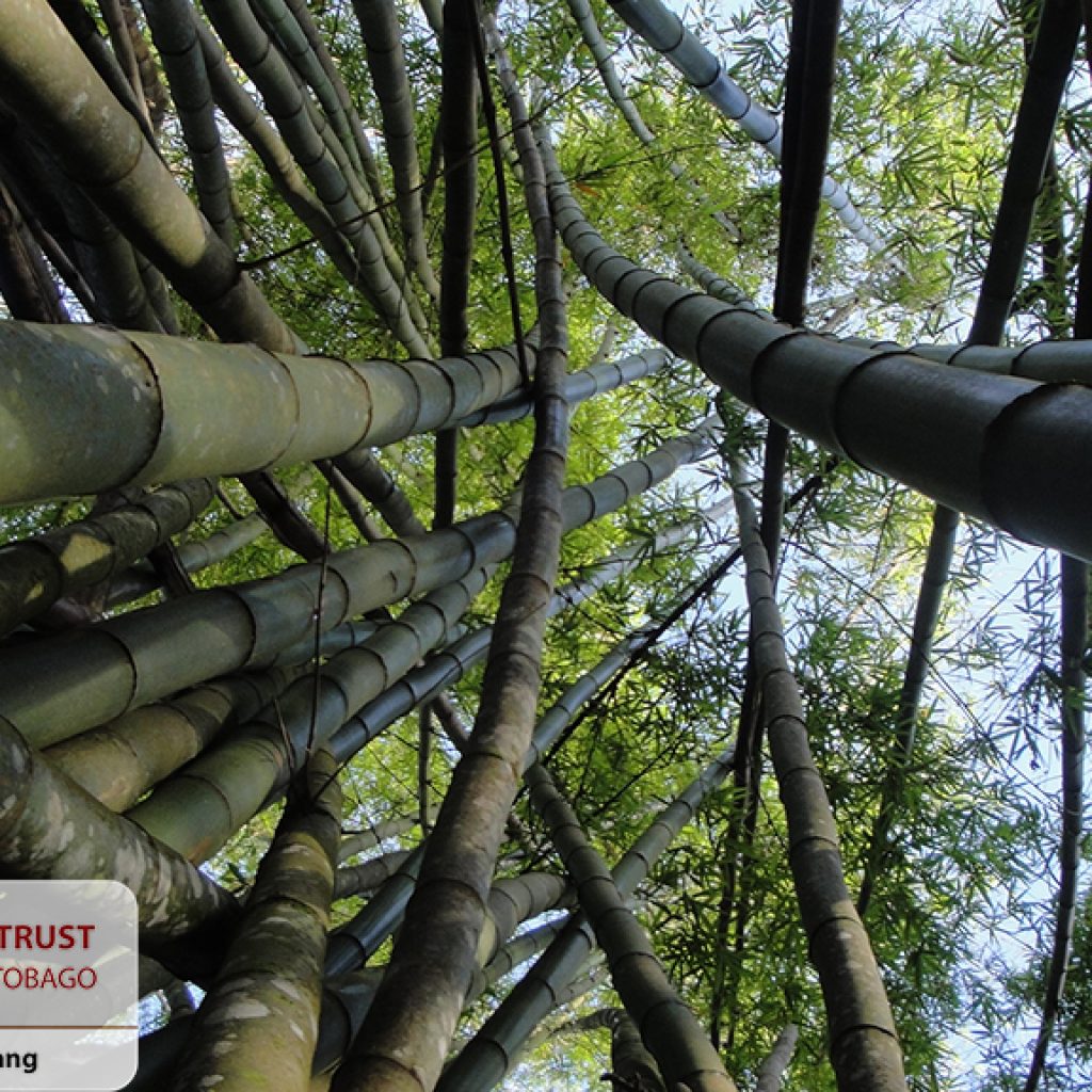Bamboo Cathedral — National Trust of Trinidad and Tobago
