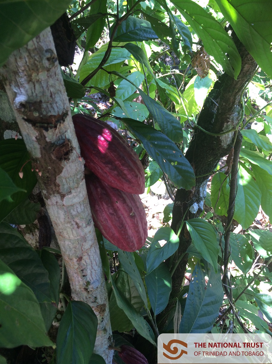 The Heritage of Cocoa in Trinidad and Tobago