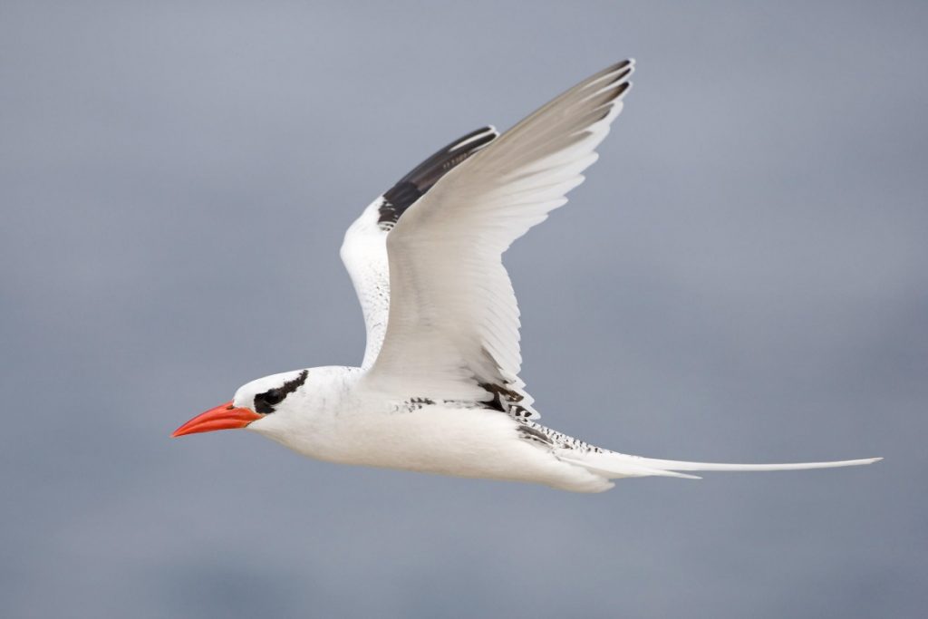 red-billed-tropicbird-in-flight