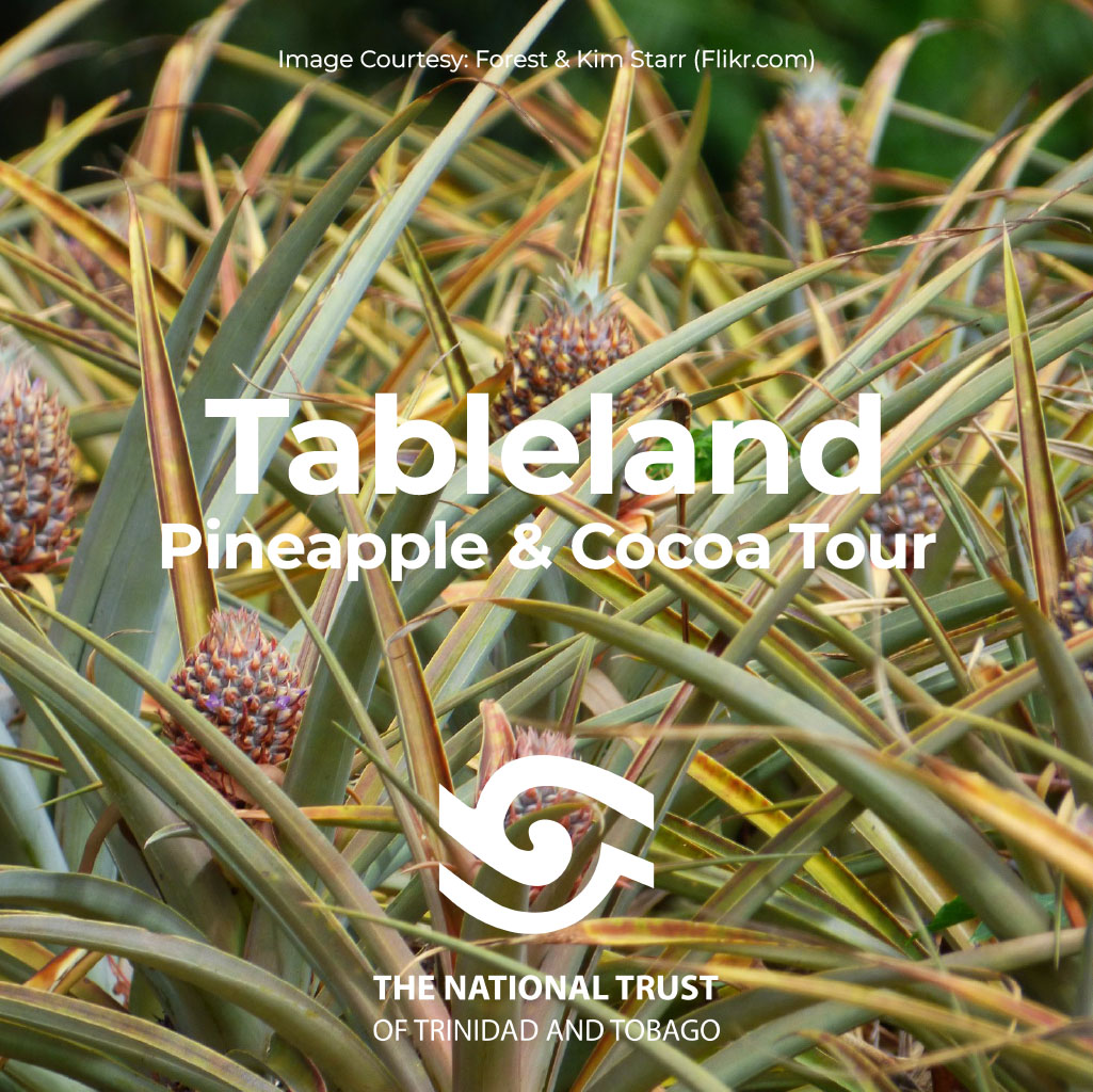 Tableland Pineapple and Cocoa Tour