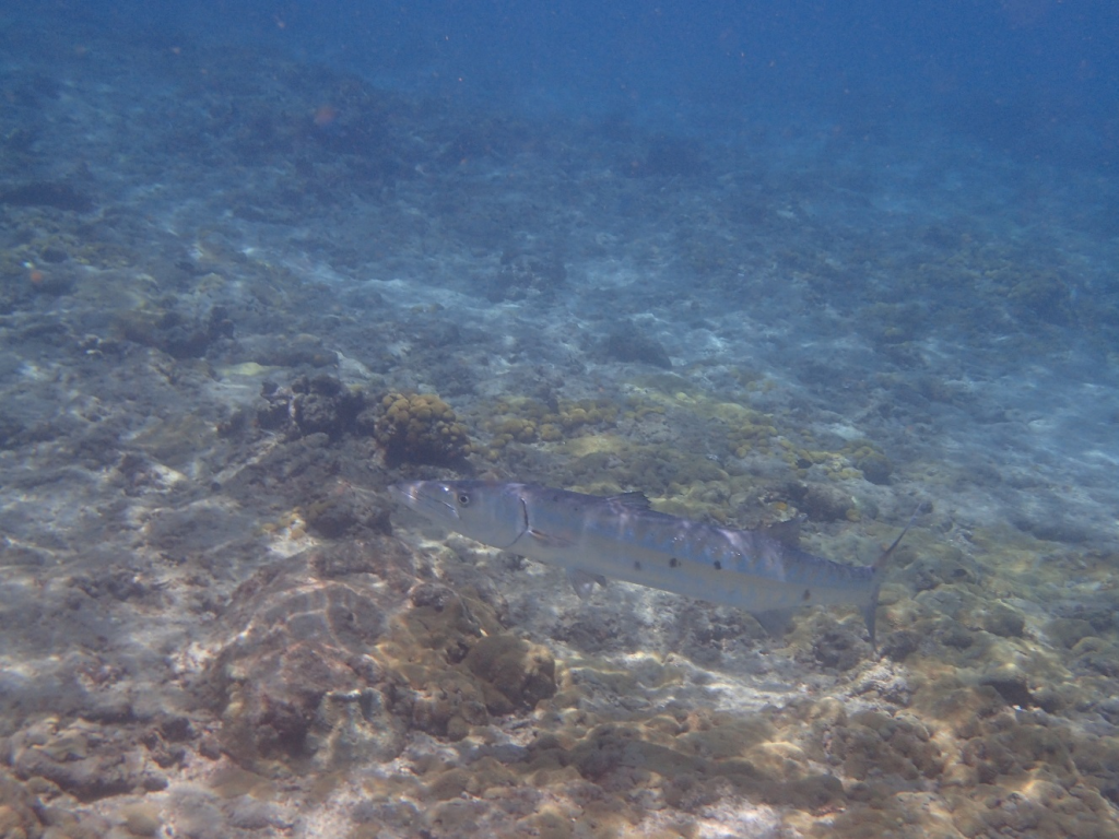 Large Barracuda